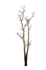 Tree on white background,clipping paths.