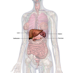 Liver, Gallbladder, Pancreas, Spleen Labeled in Female Internal Anatomy - obrazy, fototapety, plakaty