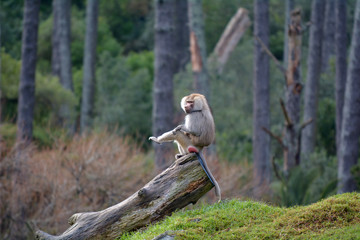 Male Hamadryas baboon sits on a tree trunk