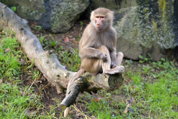Female Hamadryas baboon sits on a tree log