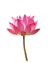  Lotus flower on white background