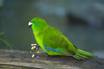 Antipodes parakeet bird eating food
