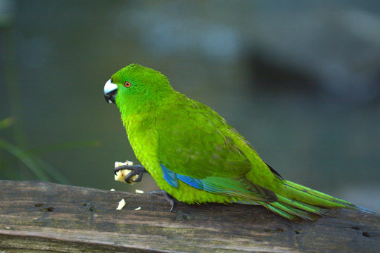 Antipodes parakeet bird eating food