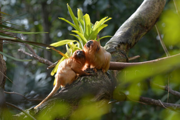 Two Golden Lion Tamarin sitting on a tree branch