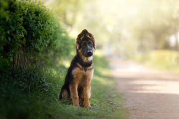 portrait of a German Shepherd puppy, dog outside