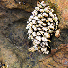 Barnacles and muscles attached to a rock during low tide. Southern California marine life.