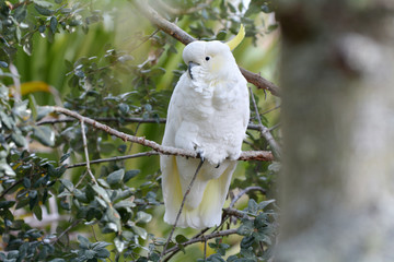 Sulphur-crested cockatoo sit on a tree branch