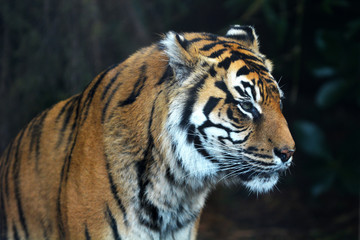 Fototapeta na wymiar Sumatran tiger face looking away