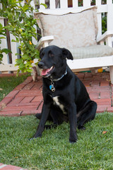 Adult big black obedient male lab retriever dog sitting in the front yard