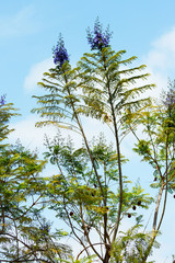  	Close up of Jacaranda Tree branches with lush fern like foliage and purple trumpet shaped flowers...