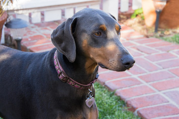 Blue doberman female dog walking in the front yard.  White picket fence and brick walkway