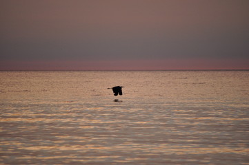 Obraz premium bird in flight