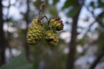 baby pinecones