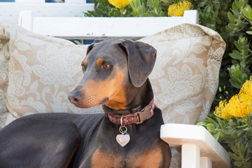 Alert blue doberman female dog sitting on the chair watching people walk by. Guard dog, safety, security, love, pet, children`s best friend.