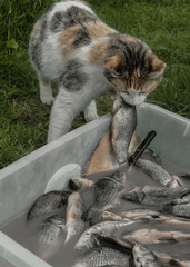 Fish and cat