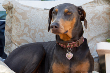 Alert blue doberman female dog sitting on the chair watching people walk by. Guard dog, safety, security, love, pet, children`s best friend.