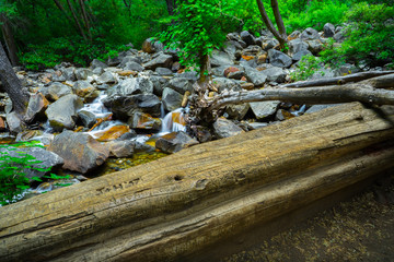 Giant Forest Log Defaced With Graffiti and Initials Carved Into It - Bridalveil Creek, Yosemite