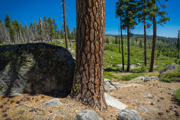 Beautiful Ponderosa Pine Tree Bark Detail, With Hilly Yosemite Meadow Landscape