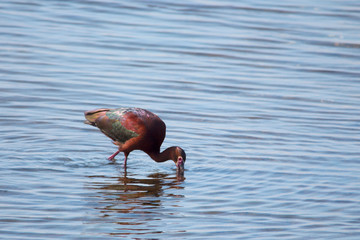 Adult Glossy Ibis wading for food in the water during the summer season at bird sanctuary. Long curved bill, red eyes and iridescent reddish brown and green feathers.