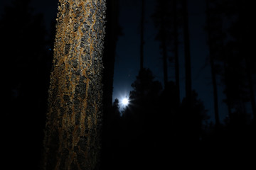midnight moon