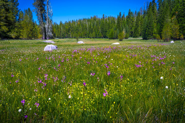 Purple and Yellow Wildflowers in Yosemite's Crane Flat Meadow