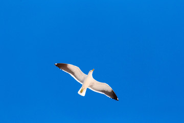 Pelican flying at the beach