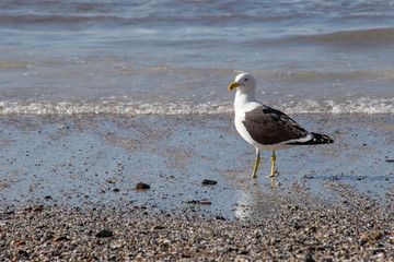 Beach of Pontal of Atalaia in Rio