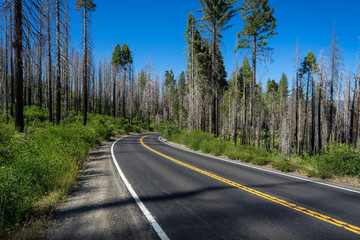 Dead Trees From the Rim Fire, a Wildfire in the Forest Along Highway 120 - Yosemite National Park