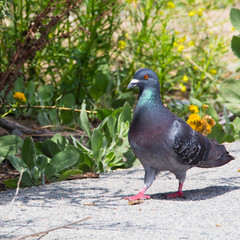 Colorful Rock pigeon with iridescent green and purple feathers walking at a park with yellow flowers in the background