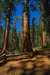Tall Sequoia Trees Along Yosemite's Tuolumne Grove Hiking Trail