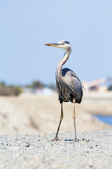 Close up of Great Blue Heron. Ardea herodias. Large wading bird found near open waters and wetlands in North and Central America. Plume starting above the eye to the back of the head.