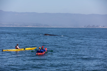 Kayakers watching Humpback Whales