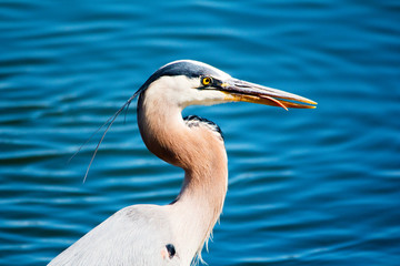 Close up portrait of Great Blue Herron with his tongue sticking out, at bird sanctuary in Southern California. Ardea herodias. Large wading bird found near open waters and wetlands in North and Centra
