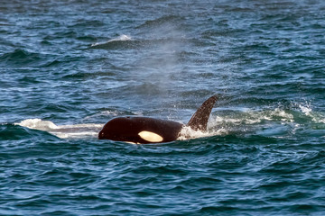 Fototapeta premium Orca Whale