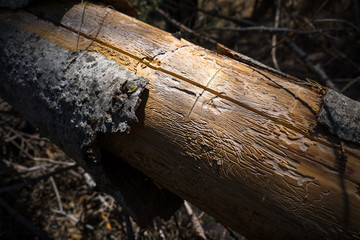 Termite Wood Carvings in a Forest Log in Yosemite National Park