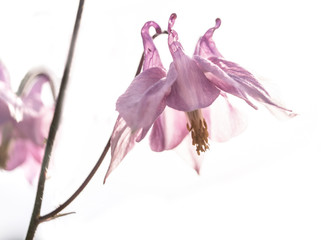 Rosa Blume im Gegenlicht - Akelei