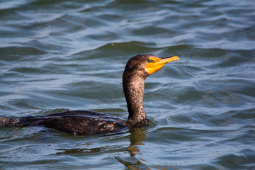 Swimming double breasted Cormorant bird, Phalacrocoracidae 