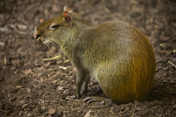 Red-rumped agouti, golden-rumped agouti, orange-rumped agouti, Brazilian agouti (Dasyprocta...