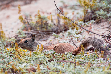 Close up of a squirrel walking in tall vegetation in the wilderness. Sciurus vulgaris wild nature animal. 