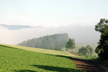 朝もやに姿を現した美瑛の丘