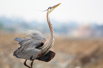 Close up of Great Blue Herron. Ardea herodias. Large wading bird found near open waters and wetlands in North and Central America. Plume starting above the eye to the back of the head.