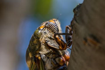 A cicada taking a rest from the summer heat in Japan.