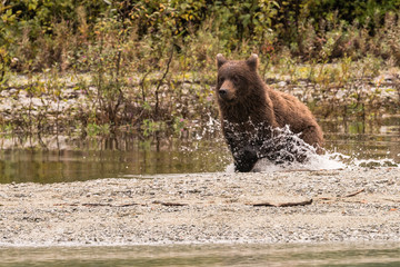 Bear in a Hurry