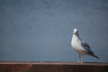 Seagull looking