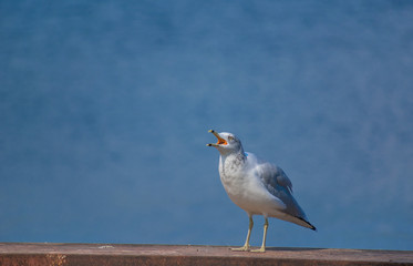 seagull looking sqawking