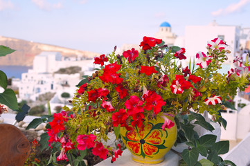 Red flower in Santorini, Greece