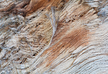 Colorful browns, natural and reds texture background of cracked and peeling bark. Shredded, stringy peeling strands
