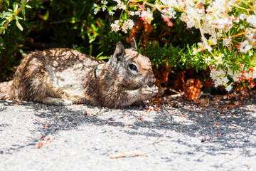 Fototapeta premium Squirrel sitting in the shade looking for food. Sciuridae family which also includes small rodents. Small herbivorous animals with slender bodies, bushy tails and large eyes.