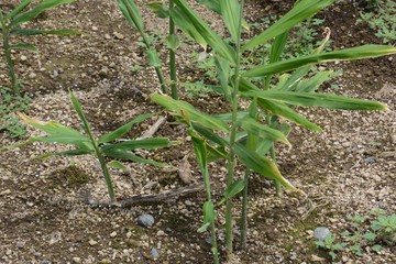 Ginger cultivation