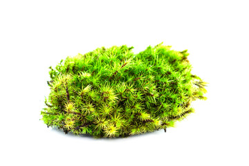Green Moss on white background